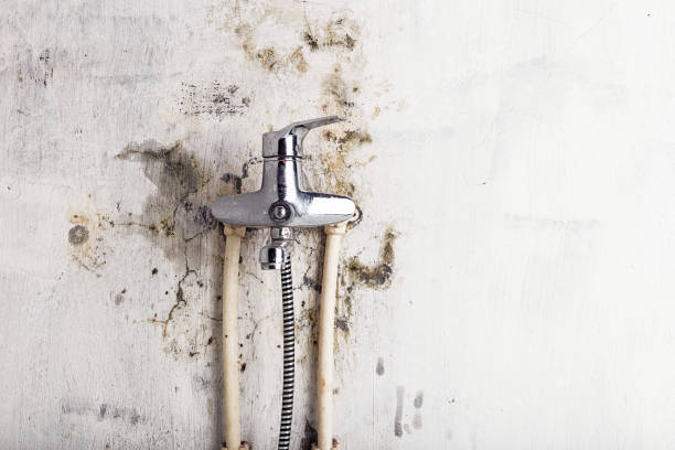 Best Fast Mold Removal  in Portsmouth, NH