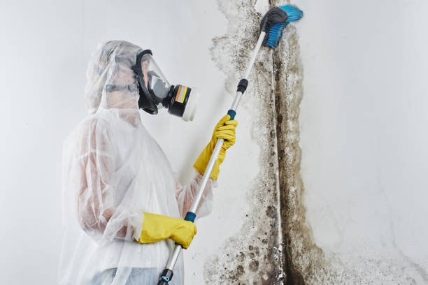 Best Mold Remediation  in Portsmouth, NH