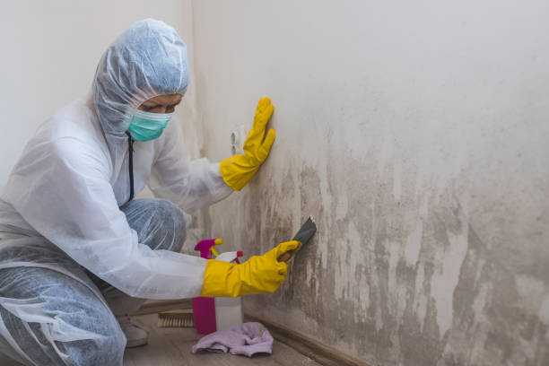 Best Local Mold Removal Service  in Portsmouth, NH
