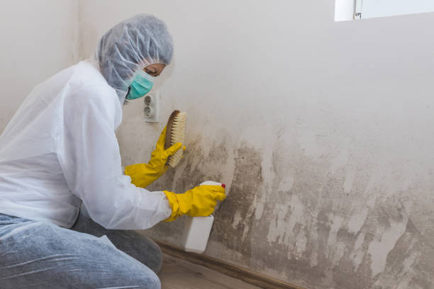 Best Mold Testing  in Portsmouth, NH