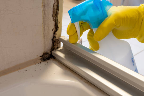 Best Home Mold Removal  in Portsmouth, NH
