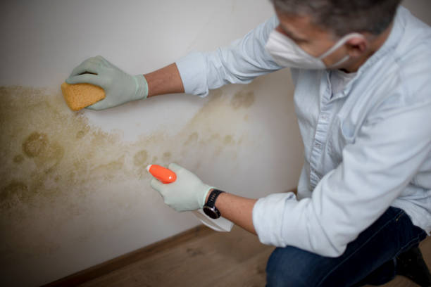 Best Mold Cleaning Services  in Portsmouth, NH