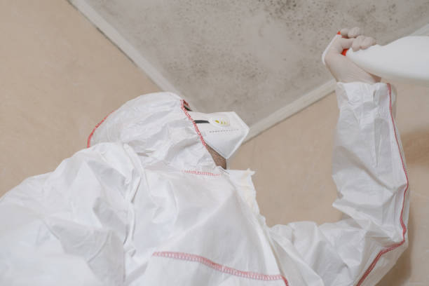 Trusted Portsmouth, NH Mold Removal Experts