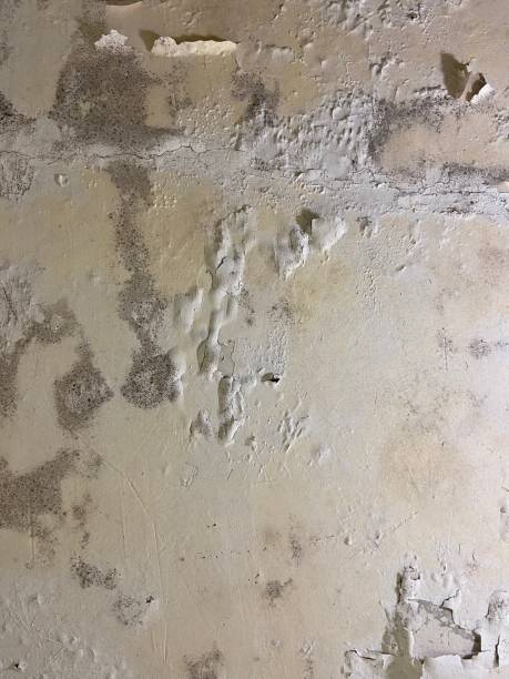 Crawl Space Mold Removal in Portsmouth, NH