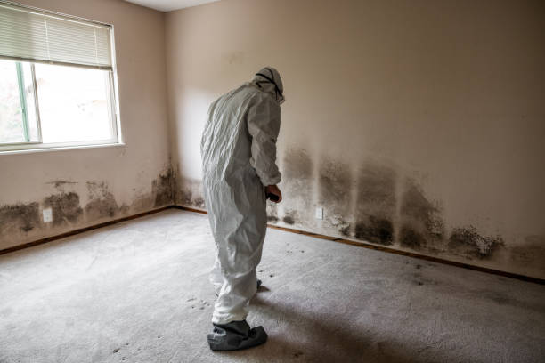 Best Mold Damage Repair  in Portsmouth, NH