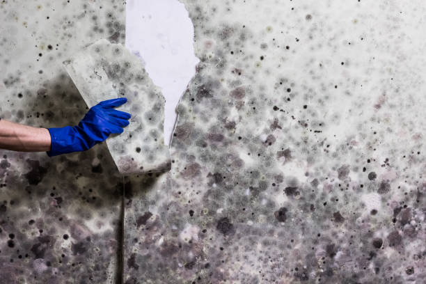 Best Emergency Mold Removal  in Portsmouth, NH