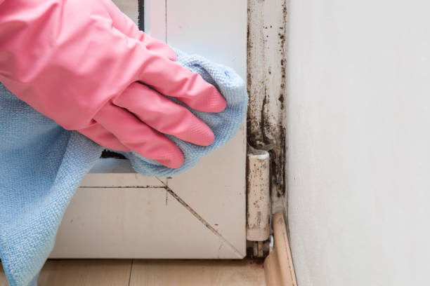 Best Certified Mold Removal  in Portsmouth, NH